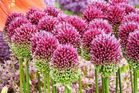 vad växer allium bra med